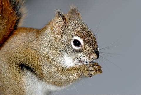 squirrel exterminator