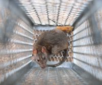 rat in a cage