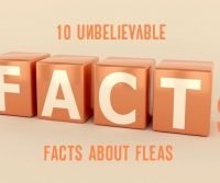 flea facts