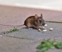 mouse food