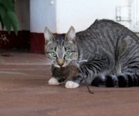 rat catcher