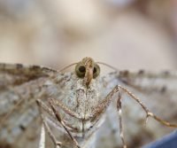 moth species