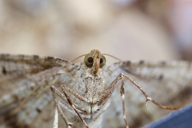 Do Moths Ever Bite? What You Need to Know