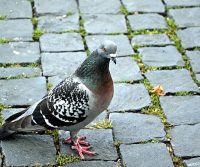 urban pigeon in kent