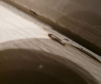 silverfish infestations