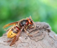 asian hornet