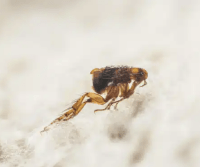flea on carpet