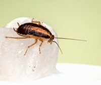 cockroaches in the UK