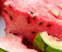 ants on food