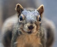 squirrel in kent house