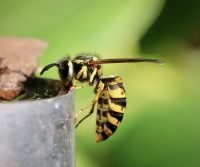 wasp is aggressive
