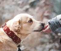 protect pets during pest control
