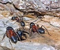 carpenter ants