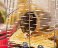 rat in a cage