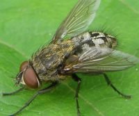 cluster fly