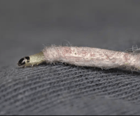 moth-larvae