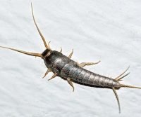 silverfish photo