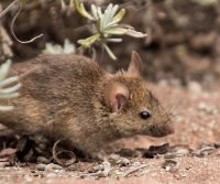 rat or mouse in kent garden