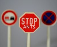 keep ants out stop sign