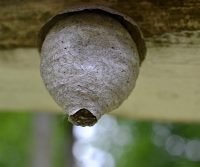smoke wasp nest