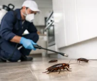 Cockroach Pest Control Kent: Fast Local Help