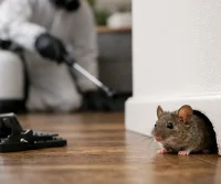 Why Do Mice Return After Pest Control Visits?
